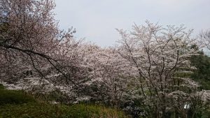 明神桜